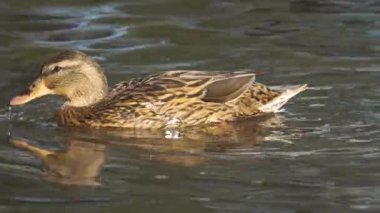 Vahşi ördek, tüylü, sakin, yansıtıcı suda yüzüyor. Mallard sakince gölette süzülüyor. Piliç durgun göl yüzeyinde huzur içinde yüzüyor. Sükunet içinde gezen su kuşları.