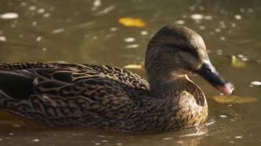 Sakin kahverengi suda yüzen vahşi ördek. Yansıtıcı gölette zarif bir şekilde süzülüyordu. Mallard sakin sularda usulca yüzüyor. Huzurlu doğal yaşam alanını keşfeden su kuşları.