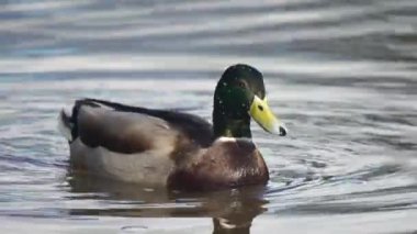 Yaban ördeği su dalgaları üzerinde yavaşça yüzüyor. Drake kuşu sakince gölette süzülüyor. Mallard incelikle yansıtıcı yüzeyde hareket ediyor. Su kuşu huzurlu bir ortamda huzur içinde yüzüyor.