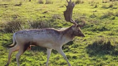 Fallow geyiği, güneşli çayırlarda zarifçe yürüyor. Erkek geyik açık arazide yürürken boynuzları ışığa yakalanır. Vahşi geyik doğal yeşil arazide huzur içinde geziniyor. Geyik