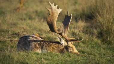 Yumuşak güneş ışığı altında çimenli tarlalarda dinlenen kısır geyik. Erkek geyik, büyük boynuzları ışığa yakalanırken huzur içinde yatar. Kuru otlarla çevrili açık çayırlarda yaslanan vahşi geyik. Huzurlu vahşi yaşam