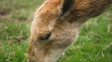 Lama Vicugna, yeşil çayırda taze çimen otlatıyor. Doğal tarlada sessizce taze bitkilerle beslenen bir Vicuna. Camelis 'ler canlı arazide sakince yemyeşil tüketiyorlar. Hayvan dişlemesi.