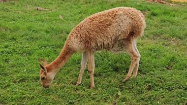 Lama Vicugna açık alanda yeşil çimlerde huzur içinde otluyor. Vicuna sakin doğal ortamlarda sakince besleniyor. Camelidler zarif bir şekilde bükerken taze bitkilerin tadını çıkarıyorlar. Hayvan yavaşça bakıyor.