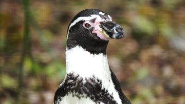 Penguen hayvanat bahçesinde dikiliyor. Gagasını ve özenli bakışlarını sergileyen kuşun yakın plan portresi. Garefowl benzersiz tüy deseni gösteriyor. Yönetimli ortamda gözlemlenen hayvan