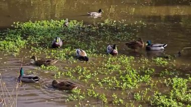 Yaban ördeği havuzda yüzüyor. Etrafı yeşilliklerle çevrili. Drake kuşu bitkiler arasında suda huzur içinde yüzüyor. Mallard sakince su bitkilerinin arasında süzülüyor. Su kuşu kuşu yavaşça hareket ediyor.