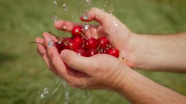 Eller nazikçe akan suyun altında kiraz yığını oluşturur. Şelale damlalarının altında canlı kırmızı meyveler parlar. Yeşil arka plan, doğal tazeliği vurguluyor