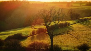 Siluetli çıplak ağaç yuvarlanan kırsal bölgede altın gün batımına karşı duruyor. Alacakaranlıkta İngiltere 'de geniş tarım arazileri ve manzaralı kırsal alanlar. Yapraksız dallar uzanıyor