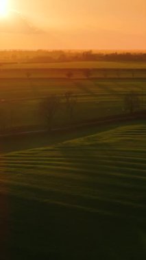 Yuvarlanan tarım arazileri boyunca yayılan altın ışık ve dağınık ağaçlar, dikey video. Günbatımında İngiltere 'de huzurlu kırsal alan ve ekilmiş tarlalar. Ilık gün batımı parıltısı uzun gölgeler bırakıyor