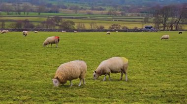 Kırsal arka planda açık yeşil alanda otlayan koyunlar. Huzurlu kırsalda otla beslenen koyun sürüsü. Yeşillik çayırlarda doğal manzarayla çevrili bir koyun sürüsü. Koyun