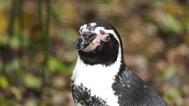 Penguen, hayvanat bahçesine dikkatlice bakıyor. Gagasını ve belirgin pembe işaretlerini vurgulayan kuşun yakın plan portresi. Garefowl özenli bir ifade sergiliyor. Yönetimli ortamda bulunan hayvan