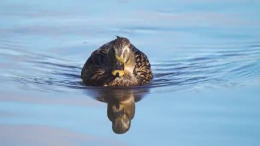Vahşi ördek berrak mavi gölde sakince yüzüyor. Mallard yansıtıcı suda huzur içinde yüzüyor. Tavuk, sakin göl yüzeyinde yavaşça süzülüyor. Huzurlu doğal ortamlarda dinlenen su kuşları.