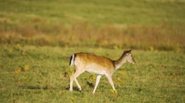 Altın güneş ışığı altında çimenli tarlalarda yürüyen genç, nalları dikmiş geyik. Dişi geyik açık çayırlarda rahatça dolaşırken görülmüş. Zarif geyik yemyeşil çayırlarda hareket ediyor. Dişi geyik huzur içinde dolaşıyor.
