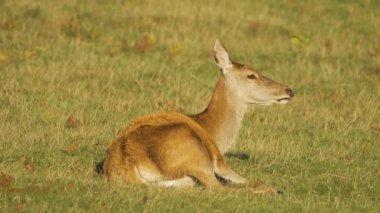 Dişi geyik, gün ışığı altında otlakta sakince dinleniyor. Zarif dişi açık yeşil alanda huzur içinde yatıyor. Geyik, canlı doğal ortamda huzur içinde dinleniyor. Zarif hayvan sessizce oturuyor.