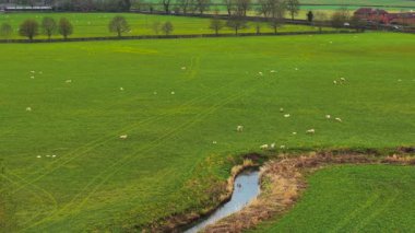 Koyun sürüsü sığ nehrin kenarında yeşil çayırlarda otluyor. Suyun kenarındaki yemyeşil çimlerle beslenen çiftlik hayvanları. Dar derenin yanındaki canlı tarlaya saçılmış koyunlar. Sakin akış