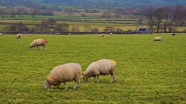 Arka planda manzaralı tarım arazisi olan yeşil çayırlarda huzur içinde otlayan koyunlar. Huzurlu kırsal alanda yemyeşil otlarla beslenen koyun sürüsü. Etrafı koyunlarla çevrili bir grup koyun açık çayırlarda dolaşıyor.