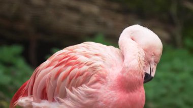 Pembe flamingo, huzurlu bir ortamda canlı tüylerin üzerinde nazikçe dinleniyor. Yeşilliklerin arasında sakince eğilen zarif bir kuş. Zarif yaratık, yumuşak tüyleriyle sessizce dinleniyor.