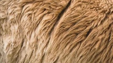 Hayvanat bahçesi çevresindeki Lama Vicugna kürküne yakın çekim. Doğal ışık altında yumuşak ve detaylı desenler gösteren bir leke. Camelid ceketi zengin, karmaşık lif katmanlarını ortaya çıkarıyor. Hayvan tüyü sergisi