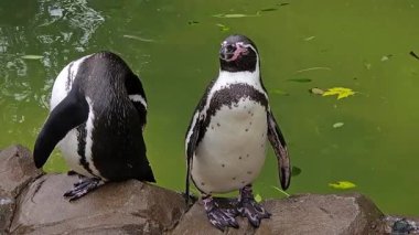 Penguenler hayvanat bahçesinde suyun yanında yan yana durur. Kuşlar gölet kenarındaki kayalarda sakince dinleniyor. Garefowlar çevreyi barışçıl bir şekilde gözlemliyor. Yönetilen habitatta dinlenen hayvanlar