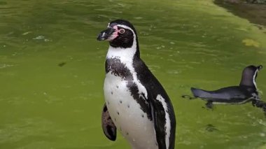 Bir diğeri hayvanat bahçesinde yüzerken penguen suyun yanında duruyor. Kuş gözlemciliği sakin bir şekilde sınırda. Garefowl kontrollü bir ortamda barışçıl bir şekilde etkileşim içinde. Hayvan dinleniyor ve yüzüyor.