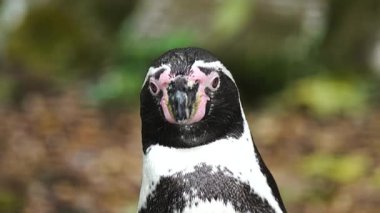 Penguen hayvanat bahçesindeki kameraya bakıyor. Yönlendirilmiş alanda odaklanmış kuş bakışı. Garefowl çevreyi sakin bir şekilde gözlemliyor. Hayvan kapalı bir ortamda huzur içinde duruyor.