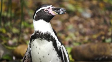 Hayvanat bahçesindeki penguen dikkatlice ayakta duruyor. Kuşun yakın plan portresi gagayı vurguluyor ve beyaz-siyah tüyleri vurguluyor. Garefowl zarif duruşu sergiliyor. Hayvani doğal renkler karışır
