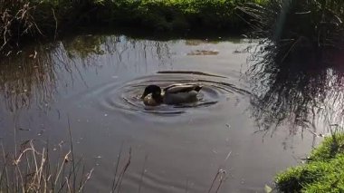 Sazlıklarla çevrili sakin gölette tek başına yüzen vahşi ördek. Mallard suyun içinde süzülerek doğal ışığı yansıtıyor. Drake huzurlu sularda sessizce kürek çekiyor. Huzurlu göleti keşfeden su kuşları.