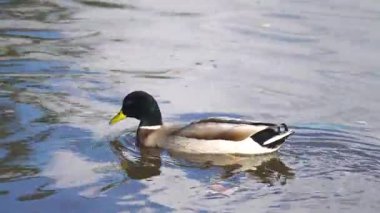 Drake yansıtıcı mavi gölde sakince yüzüyor. Mallard sakin suda huzur içinde süzülüyor. Vahşi ördek huzur içinde doğal ortamında yüzüyor. Dalgalanan sulak arazi yüzeyini keşfeden su kuşları
