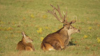 Kızıl geyik çayırda huzur içinde yatıyordu ve yanında dişi geyik vardı. Görkemli erkek geyik açık yeşil alanda sakince dinleniyor. Doğal ortamda büyük boynuzlu geyik dinleniyor. Bir çift geyik.