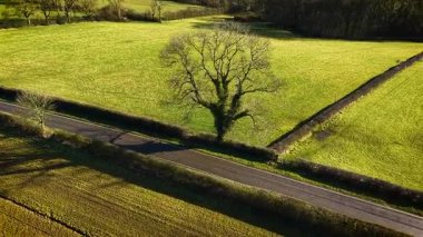 Yeşil tarlalar arasında uzanan ve yakınlarda büyük bir ağaç olan ıssız bir yol. İngiltere 'de alacakaranlıkta manzaralı kırsal yol. Gökyüzüne doğru uzanan yüksek dallarla çayırlarda dolan ıssız bir yol.