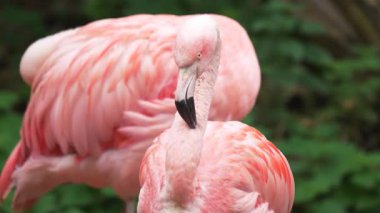Pembe flamingo doğal ortamda sakin bir ifadeyle zarifçe ayakta duruyor. Yemyeşil yaşam alanının ortasında poz veren zarif bir kuş. Huzurlu bir ortamda yumuşak canlı tüyler sergileyen zarif bir yaratık. Flamingo huzur içinde dinleniyor.