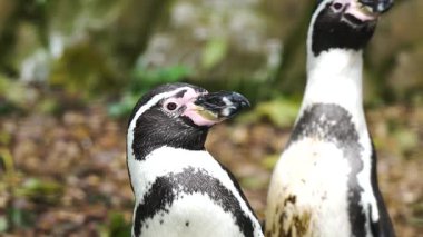 Hayvanat bahçesindeki gagalı ve odaklanmış gözleri gösteren penguen portresi. Yönetimli ortamda kuşlara dikkatle bakıyorlar. Garefowl keskin hatlarıyla çevreyi huzurlu bir şekilde gözlemliyor. Hayvan sakince dinleniyor, net detaylar içinde.