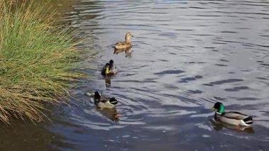 Sakin gölette sazlıkların yakınında yüzen vahşi ördek. Drake kuşu yansıtıcı suda huzur içinde yüzüyor. Mallard sakin suda yavaşça süzülüyordu. Su kuşu otların yakınındaki sakin yaşam alanını keşfediyor.