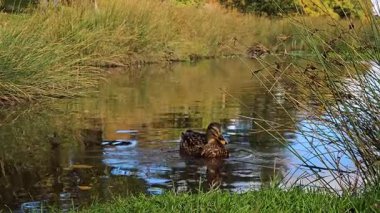 Yaban ördeği çimenli sahil kenarında yüzüyor. Mallard yiyecek aramak için sakince suda yüzüyor. Sazlıklara yakın sakin bir gölette süzülüyordu. Huzurlu göl ortamında su kuşu arıyor.