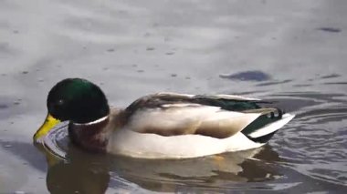 Drake sakin yansıtıcı suda zarifçe süzülüyor. Mallard dingin gölette huzur içinde yüzüyor. Huzurlu sularda yüzen yaban ördeği. Su kuşu hala doğal yaşam alanını keşfediyor.