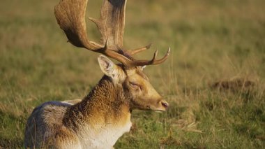 Fallow buck, büyük boynuzları güneş ışığına yakalanmış çayırlarda huzur içinde oturuyor. Benekli erkek geyik doğal çayırda sakince dinleniyor. Karıncalı geyik otlarla çevrili açık alanda huzur içinde yatar. Vahşi geyik altın ışıkta güneşleniyor