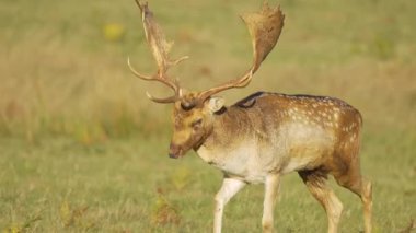 Geniş boynuzları olan benekli geyik güneşli çayırlarda zarifçe yürüyor. Muhteşem bir geyik otlakta güvenle yürüyor. Zarif geyik altın ışık altında canlı doğal yaşam alanını keşfediyor. Karıncalı geyik huzur içinde hareket ediyor