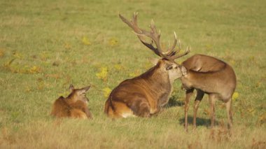 Kızıl geyik geyiği otlakta iki dişi geyiğin yanında dinleniyor. Görkemli erkek geyik, açık arazide sakince oturuyor. Büyük boynuzlu geyik doğal yeşil ortamda huzur içinde dinleniyor. Geyik sürüsü hareketli bir sonbaharda yan yana uzanır.