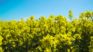 Canola tarım çalışmaları sırasında açık mavi gökyüzünün altında çiçek açıyor. Parlak mevsimsel alan büyümesini desteklerken kolza tohumu çiçek açıyor. Sarı ekinler rüzgarda sallanıyor ve sağlıklı tarım büyümesini teşvik ediyor. Çiçekler güneş ışığında serpilirken