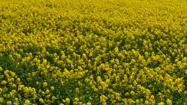 Sarı kanola tarlası, tarım arazisi boyunca parlak bir şekilde çiçek açıyor. Canlı kolza tohumu çiçekleri ekili bölgeyi altın tonlarıyla kaplıyor. Yoğun çiçekler tarım arazisinde eşit olarak yayılıyor. Kanola bitkileri zirve sırasında güneş ışığı altında parlıyorlar.