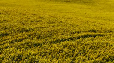 Polonya 'da bahar tarlalarında kolza tohumu sık sık çiçek açar. Kanola, tepelik tarım alanının üzerinde parlak bir şekilde çiçek açıyor. Sarı mahsul ekili arazide geniş bir alana yayılıyor. Yağ tohumları Avrupa kırsalında gelişiyor