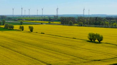Arka planda yel değirmenleriyle tarlaya yayılan kanola çiçekleri. Arkasında türbinler yükselen tarlaları kaplayan kolza tohumu çiçekleri. Sarı mahsul, mavi gökyüzünün altında rüzgar enerjisi yapılarıyla uzanıyor. Yağ tohumu çiçekleri ufuk çizgisine yakın çiçek açıyor.