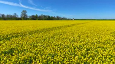 Çiçekli kanola tarlası güneşli bir günde geniş bir alana yayılıyor. Sarı kolza tohumu açık mavi gökyüzünün altında ışıldıyor. Çiçek açan yağ tohumu tarlaları ılık bahar güneşiyle kaplıyor.