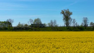 İlkbahar gökyüzünün altındaki kolza tohumu tarlasının arkasından geçen bir kamyon. Araç, sarı kanola çiçeğiyle çevrili yol boyunca ilerliyor. Kamyon ön planda çiçek açan yağ tohumlarıyla kırsal alanda seyahat ediyor.