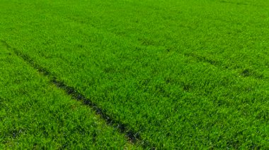 Berrak gün ışığında yemyeşil alanda yoğun bir şekilde büyüyen buğday. Yumuşak sıra oluştururken, genç tahıl ürünleri eşit olarak yayılıyor. Taze bahar buğdayları canlı çimen dokusuyla kaplıdır.