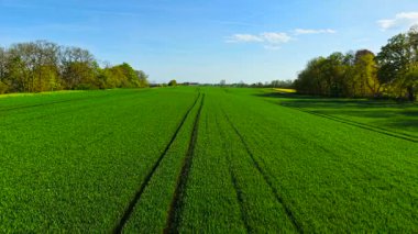 Tarlada taze yeşil buğday fideleri yetişiyor. Taze tahıl filizlerini ekili tarlalara yaymak. Açık mavi gökyüzünün altında canlı tahıl filizleri yetiştiriyorlar. Paralel traktör izleriyle sağlıklı tarım alanının genişletilmesi