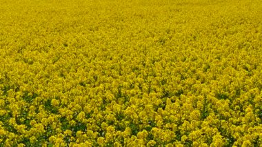 Çiçekli zengin kolza tohumu tarlasını parlak sarı ile kaplıyor. Yoğun kanola çiçekleri ekili arazide tamamen yayılıyor. Bahar güneşi altında güçlü bir şekilde gelişen altın çiçekler. Kolza tohumu bitkileri verimli alanın üzerinde canlı halı oluşturuyor