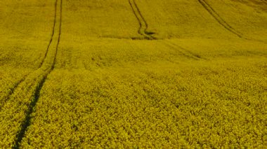 Sarı çiçekli kolza tohumu tarlaya yayılıyor. Geniş tarım arazisini kaplayan kanola çiçekleri. Yağ tohumu tohumu tomurcukları düzgün ekilmiş çizgilerde çiçek açıyor. Verimli tarım arazilerinde yetişen altın bitkiler