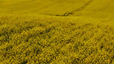 Kanola Polonya 'da altın tarlalarda çiçek açıyor. Tepede tohum tohumu tohumu tomurcuklanıyor. Sarı yağ tohumu bahar kırsalında gelişiyor.