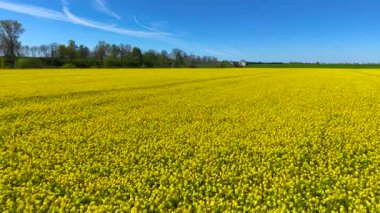 Canola tarlası güneşli bir günde mavi gökyüzünün altında canlı bir şekilde çiçek açıyor. Sarı kolza tohumu baharda bitmeyen tarlalara yayılıyor. Güneş ışığında parlayan, ağaçlarla kaplı, çiçek açan yağ tohumu.