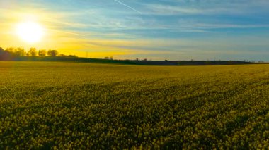 Çiçek açan kolza tohumu tarlasında güneş batıyor tarım ve tarım büyümesini vurguluyor. Çiçekli kanola kaplayan akşam ışığı arazi geliştirme ve tarım işini teşvik ediyor. Sarı ekin tarlalarının üzerinde parlayan günbatımı gökyüzü tarımı ve büyümeyi destekliyor